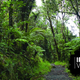 The Luquillo rainforest in Puerto Rico